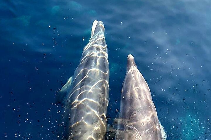 De Sagone/Cargèse: Scandola Girolata 2h Calanques Piana Swimming