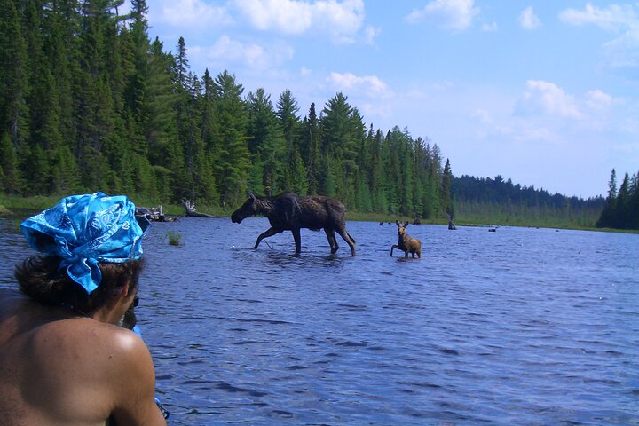 Algonquin Park 3-Day Deluxe Camping & Canoeing Adventure