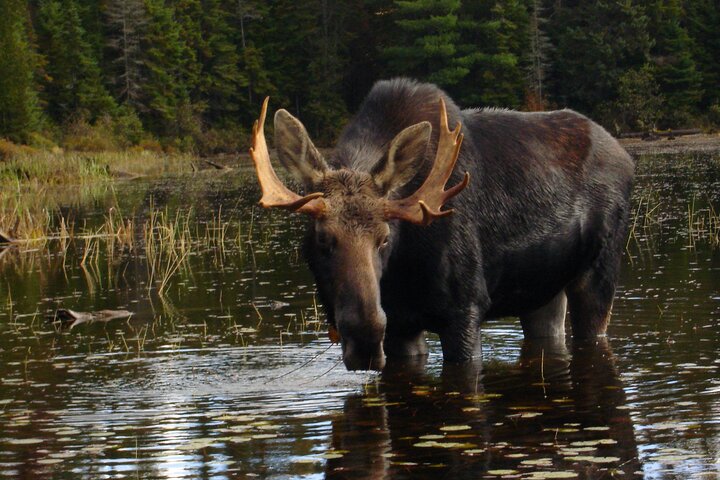 Algonquin Park 4-Day Deluxe Camping & Canoeing Adventure