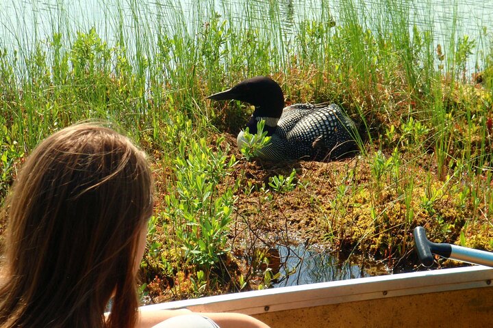 Algonquin Park 3-Day Deluxe Camping & Canoeing Adventure