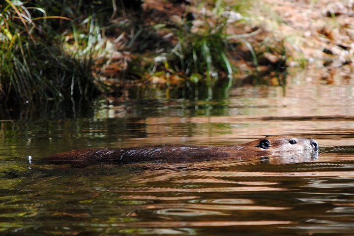Algonquin Park 3-Day Deluxe Camping & Canoeing Adventure