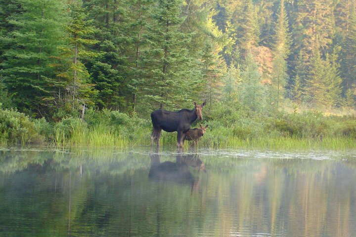 Algonquin Park 3-Day Deluxe Camping & Canoeing Adventure