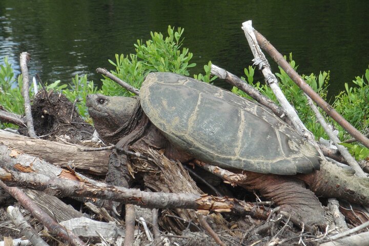 Algonquin Park 3-Day Deluxe Camping & Canoeing Adventure