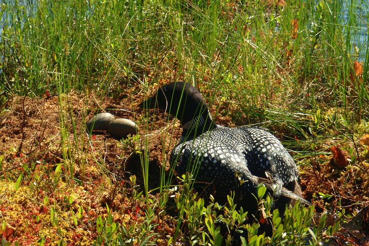 Algonquin Park 3-Day Deluxe Camping & Canoeing Adventure