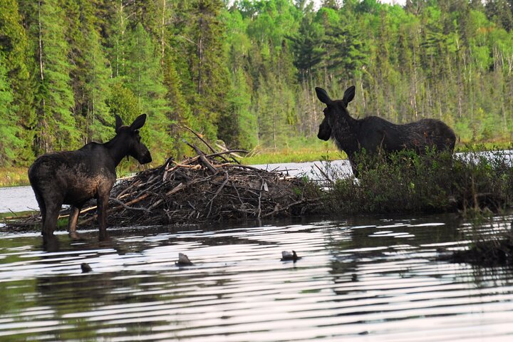 Algonquin Park 3-Day Deluxe Camping & Canoeing Adventure