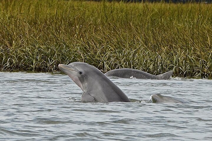 90 minute Hilton Head Sunset Dolphin Cruise