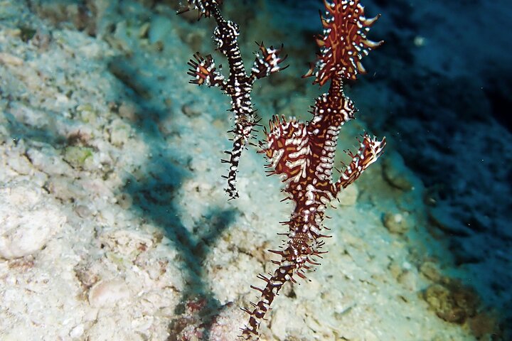 Menjangan island snorkeling full day boat trip