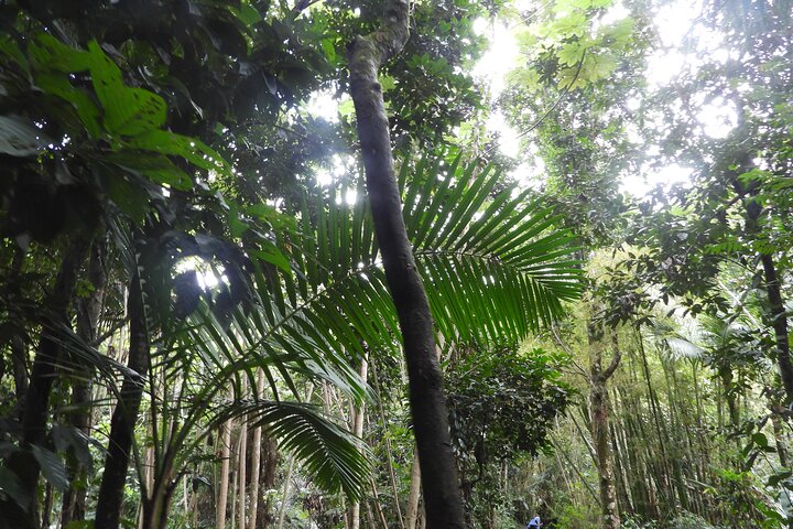 El Yunque National Forest and Luquillo Beach Tour