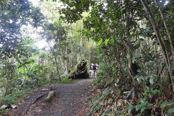 El Yunque National Forest and Luquillo Beach Tour