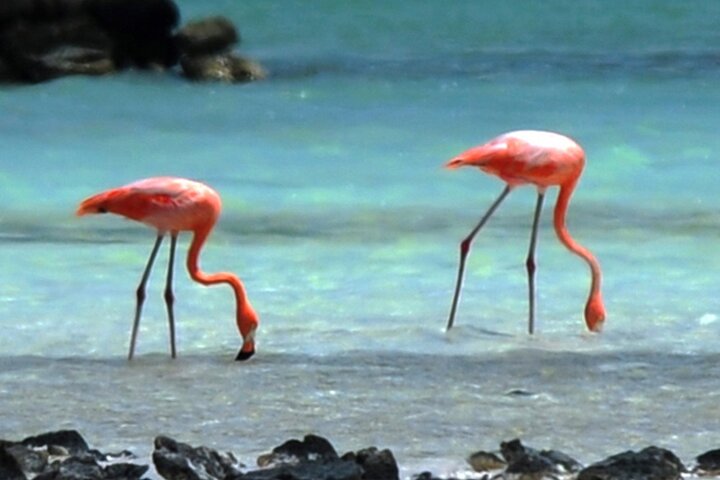 Luc’s Private Group Bonaire Open Bus Tour