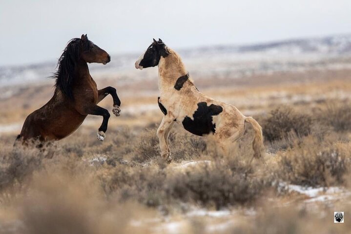 Kicking Red Canyon Wild Mustang Bus Tour Deals 5 PM In Cody