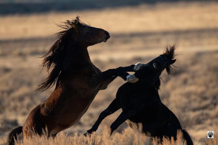 Kicking Red Canyon Wild Mustang Bus Tour Deals 5 PM In Cody
