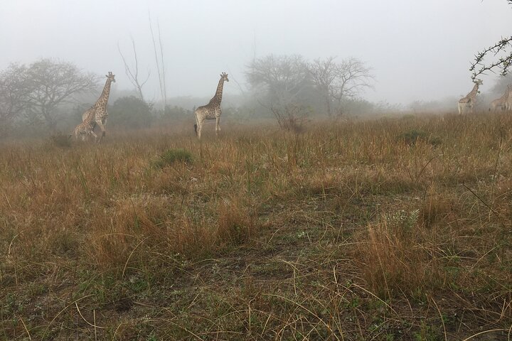 Maputo National Park (Maputo Special Reserve) Full-day Tour