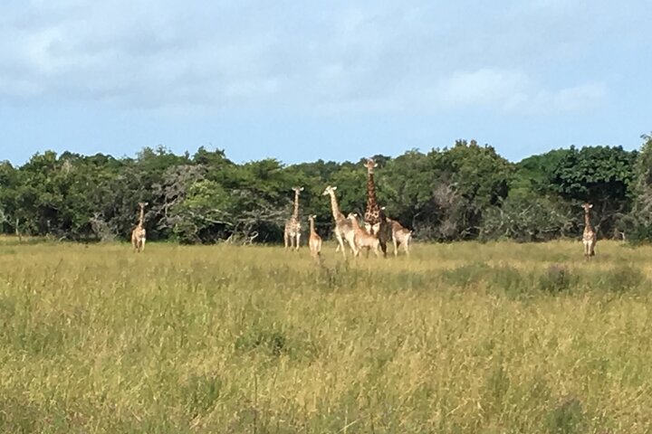 Maputo National Park (Maputo Special Reserve) Full-day Tour