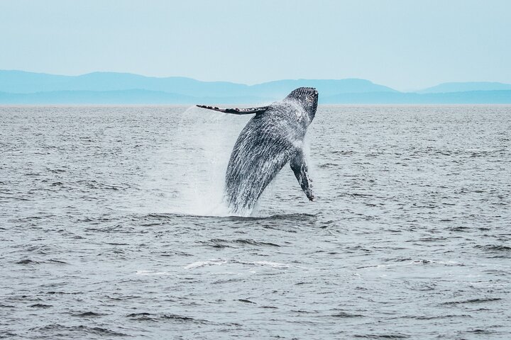 Vancouver Half-Day Whale Watching Adventure with Free Photos