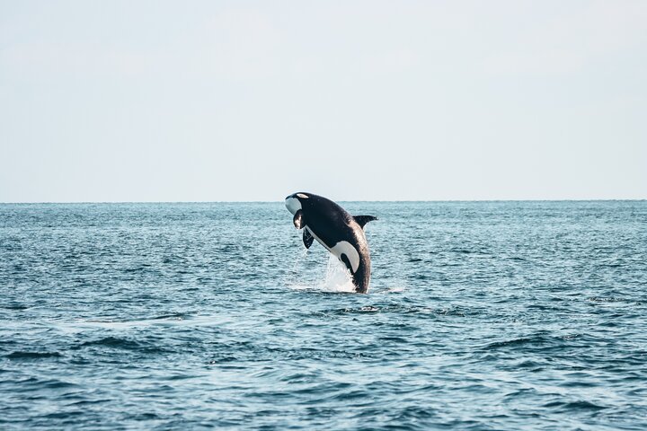 Victoria Half-Day Whale Watching Adventure with Free Photos