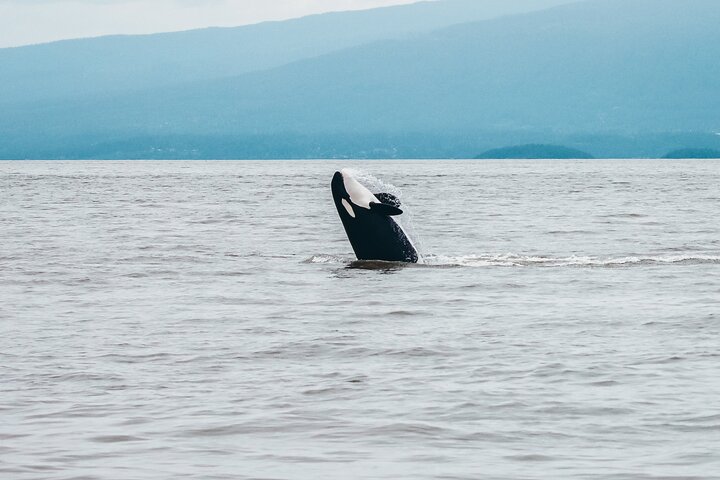 Vancouver Half-Day Whale Watching Adventure with Free Photos
