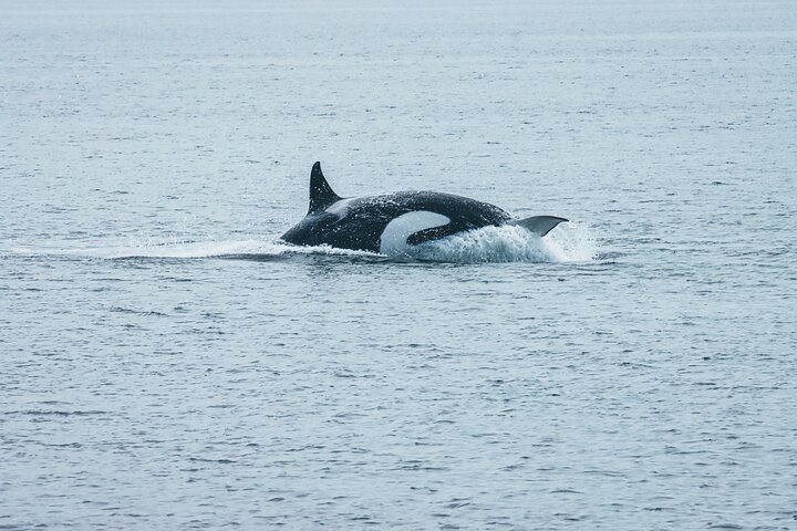 Vancouver Half-Day Whale Watching Adventure with Free Photos