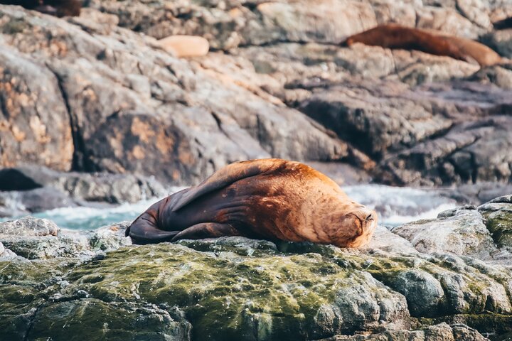 Vancouver Half-Day Whale Watching Adventure with Free Photos
