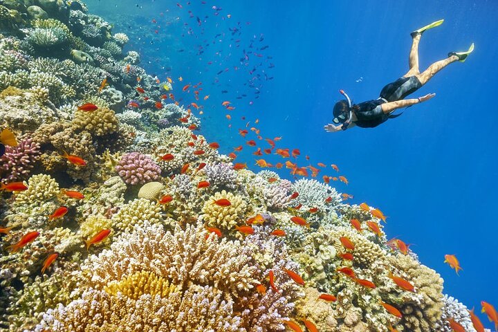 Camel Ride + Blue Hole Snorkeling + Quad Bike Tour With Lunch From Dahab