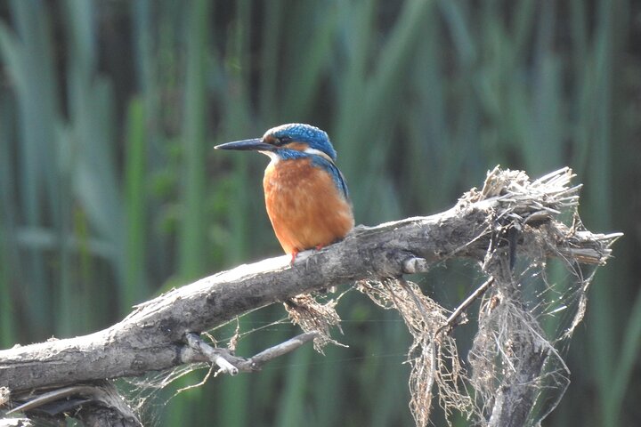 Kilkenny Boat Trip