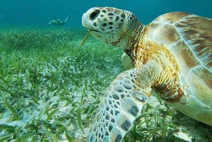 Full-Day Snorkel at Hol Chan, Shark Ray & More; San Pedro Belize