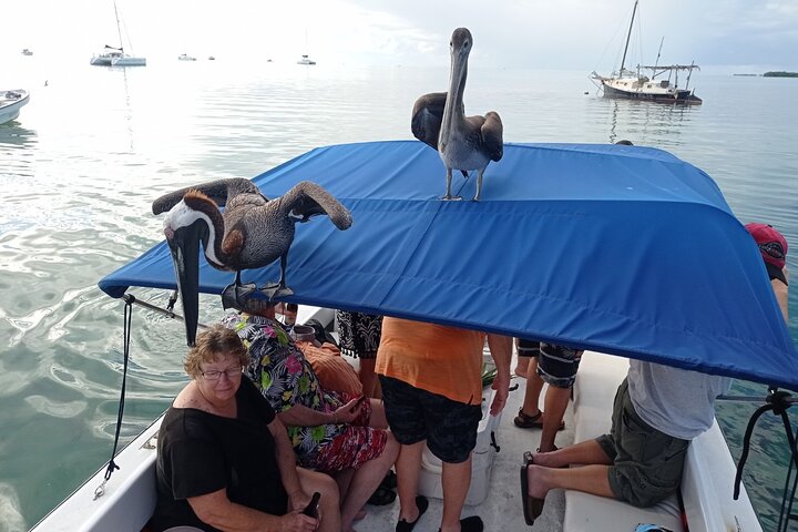 Full-Day Snorkel at Hol Chan, Shark Ray & More; San Pedro Belize