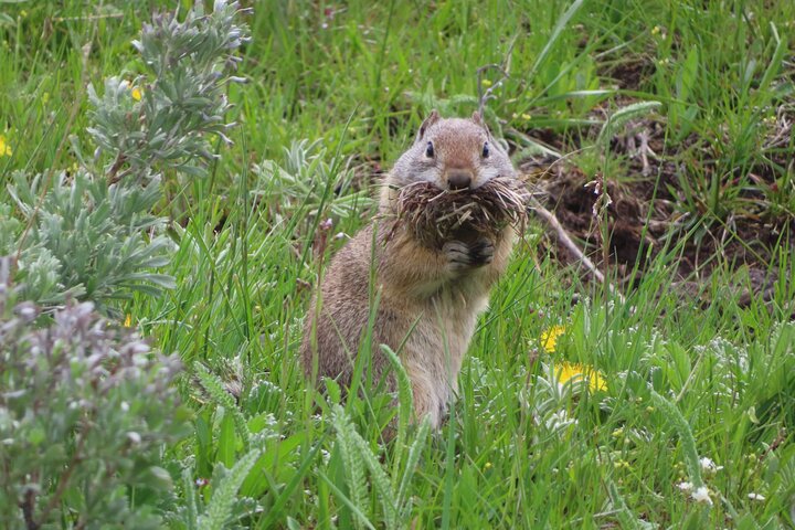 Upper Loop Tour and Lamar Valley from West Yellowstone with Lunch
