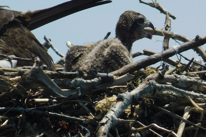 2-Hour Sunset Safari Eco Cruise on the Osprey from Cape May