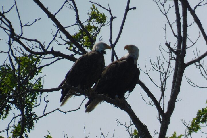 2-Hour Sunset Safari Eco Cruise on the Osprey from Cape May