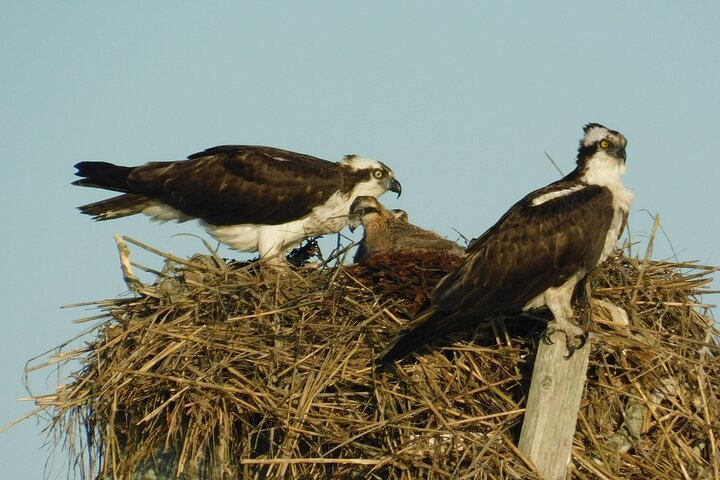 2-Hour Sunset Safari Eco Cruise on the Osprey from Cape May