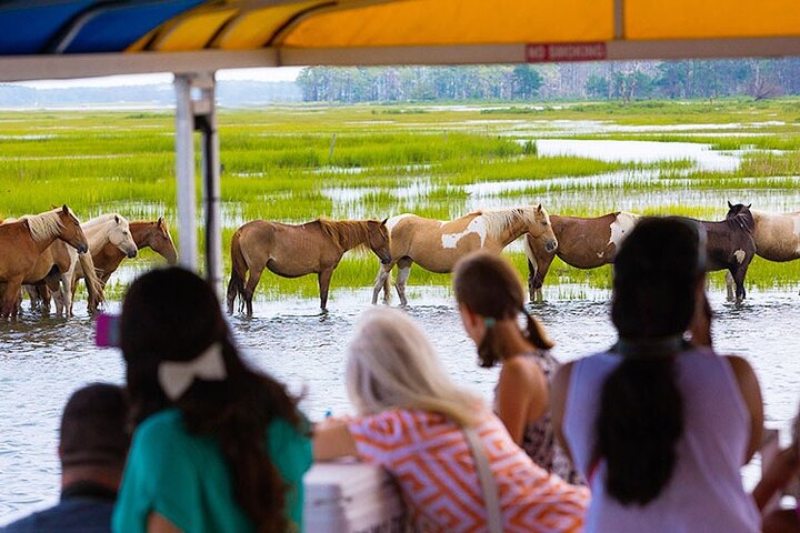 Wild Pony Watching Boat Tour from Chincoteague to Assateague