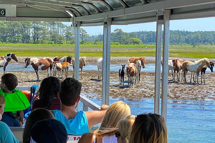 Wild Pony Watching Boat Tour from Chincoteague to Assateague