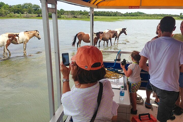 Wild Pony Watching Boat Tour from Chincoteague to Assateague