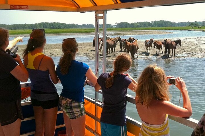 Wild Pony Watching Boat Tour from Chincoteague to Assateague