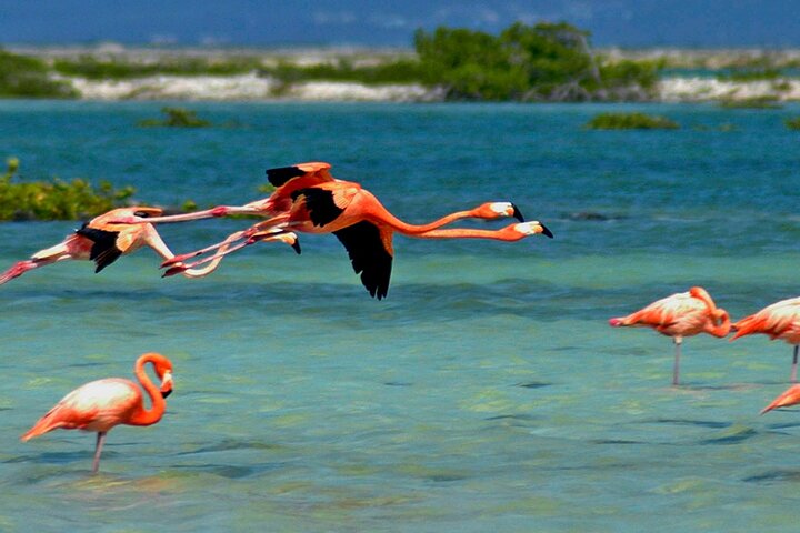 Luc’s Private Group Bonaire Open Bus Tour