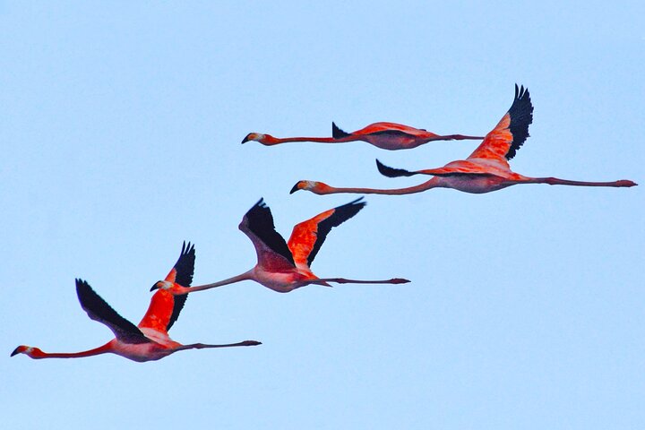 Luc’s Private Group Bonaire Open Bus Tour