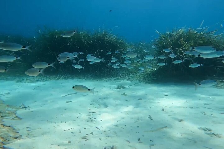 Snorkeling Excursion 2h00 Cap Dramont & Ile d'Or in Saint-Raphaël