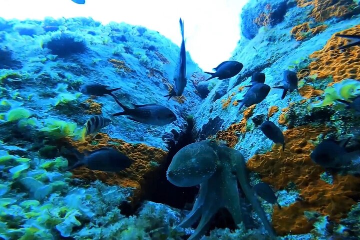 Snorkeling Excursion 2h00 Cap Dramont & Ile d'Or in Saint-Raphaël