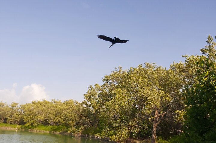 Kayak Experience in the Mangroves of Holbox Island