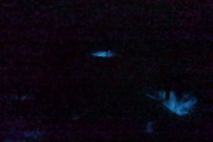 Bioluminescence Tour in Punta Cocos Holbox
