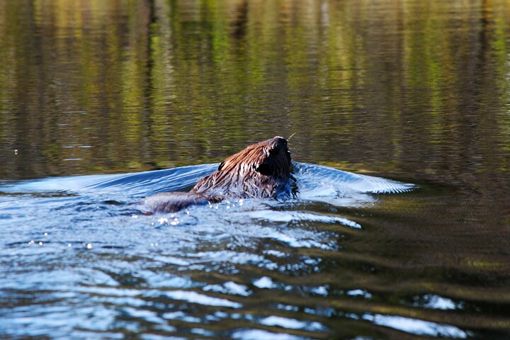 Algonquin Park 4-Day Deluxe Camping & Canoeing Adventure