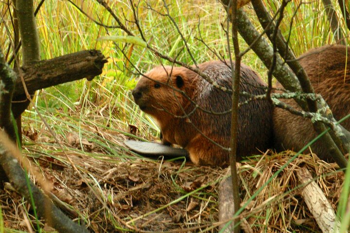 Algonquin Park 4-Day Deluxe Camping & Canoeing Adventure