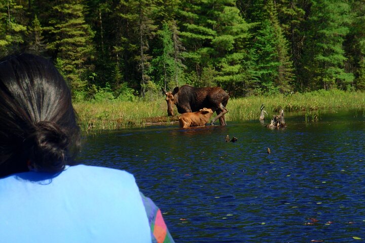 Algonquin Park 4-Day Deluxe Camping & Canoeing Adventure
