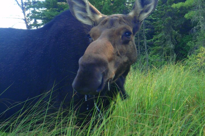 Algonquin Park 4-Day Deluxe Camping & Canoeing Adventure