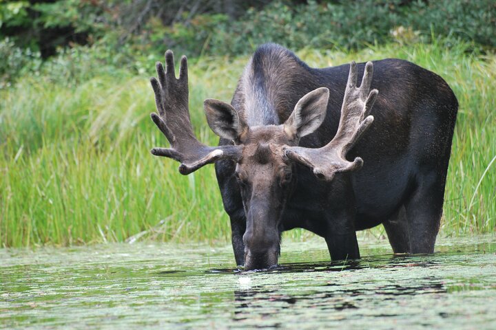 Algonquin Park 4-Day Deluxe Camping & Canoeing Adventure