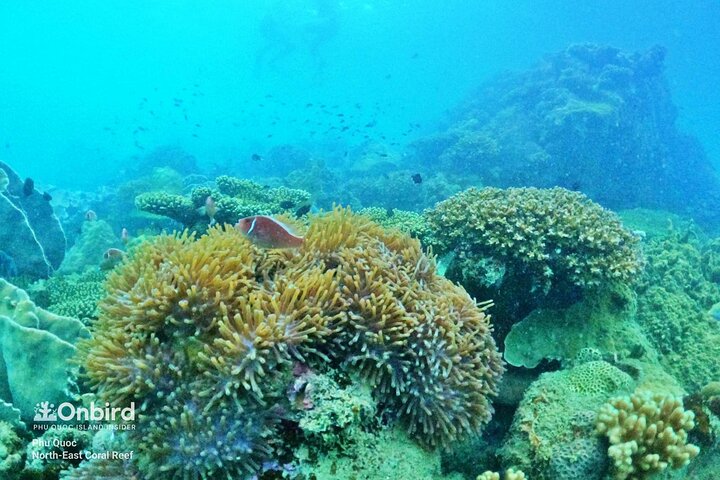 PRO-SNORKELING to Explore Hidden Coral Reefs (MAX 10 PAX)