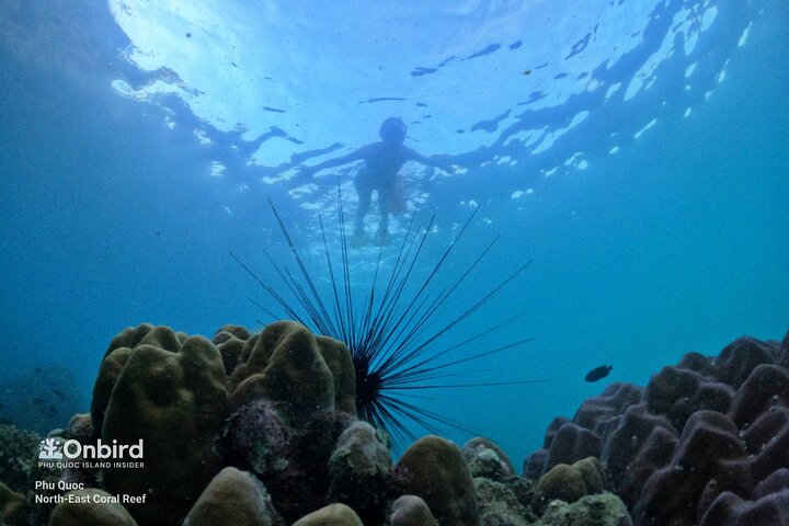 PRO-SNORKELING to Explore Hidden Coral Reefs (MAX 10 PAX)