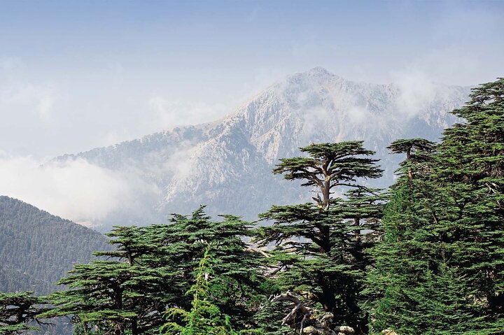 Cedars of Lebanon, Qozhaya, & Bcharreh - With Lunch
