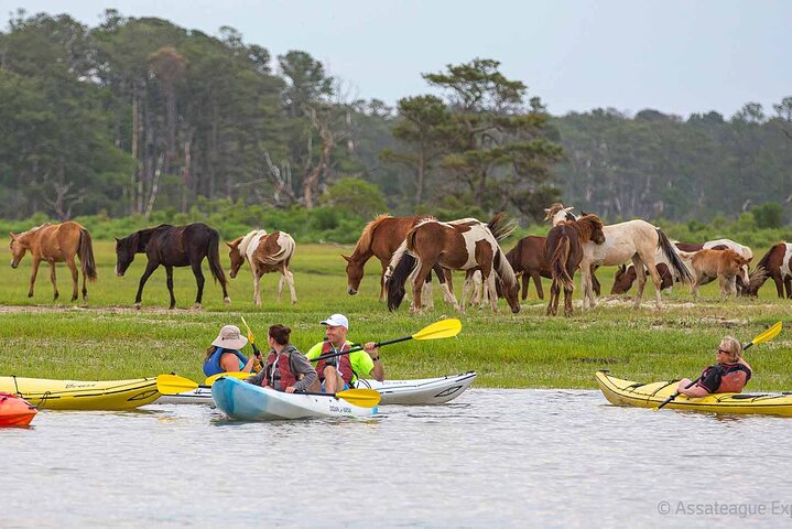Kayak Tour along Assateague & Chincoteague Island, Virginia